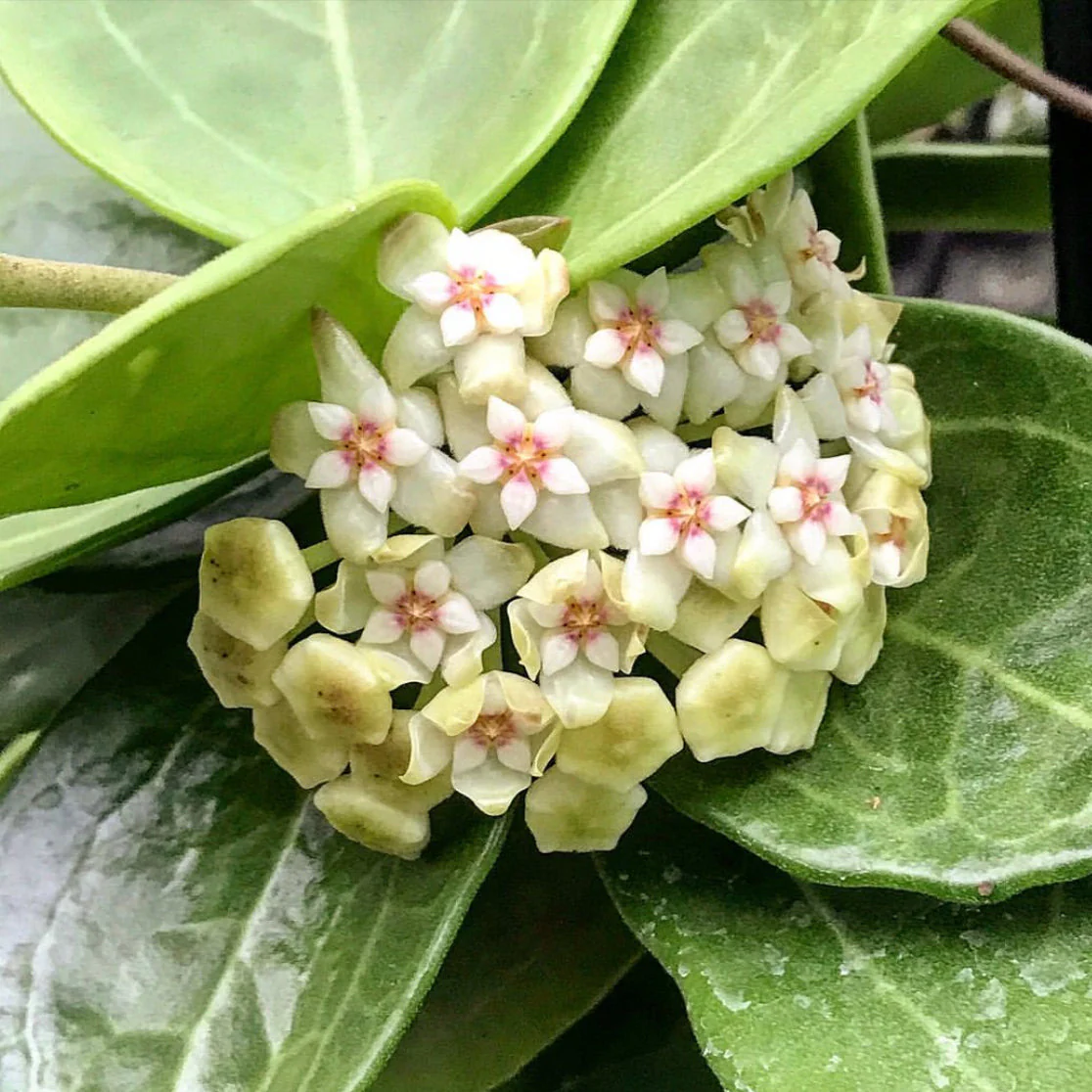 Hoya 'Christine' H180 - Image 6