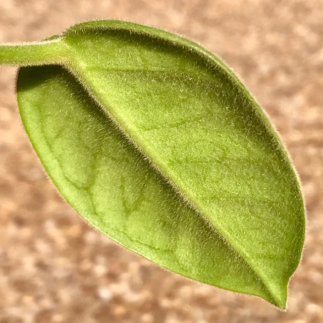 Hoya ciliata H39 - Image 2