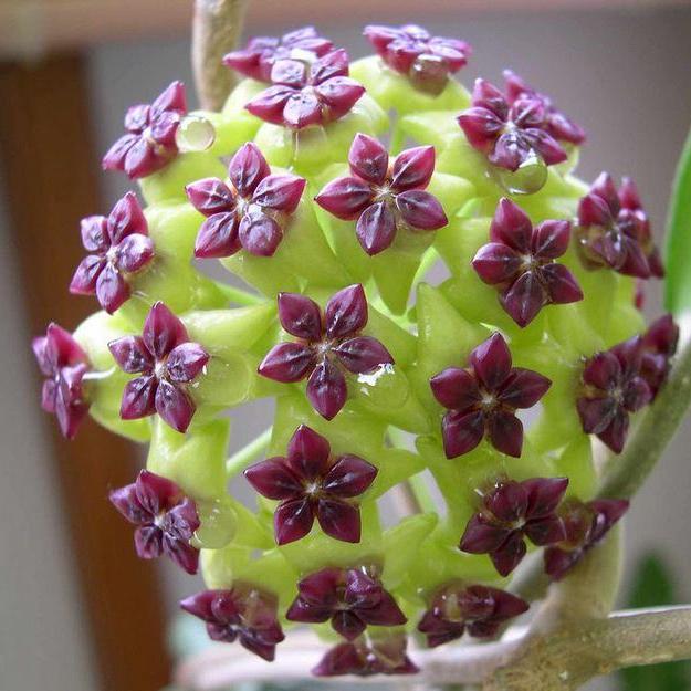 Hoya cinnamomifolia H33