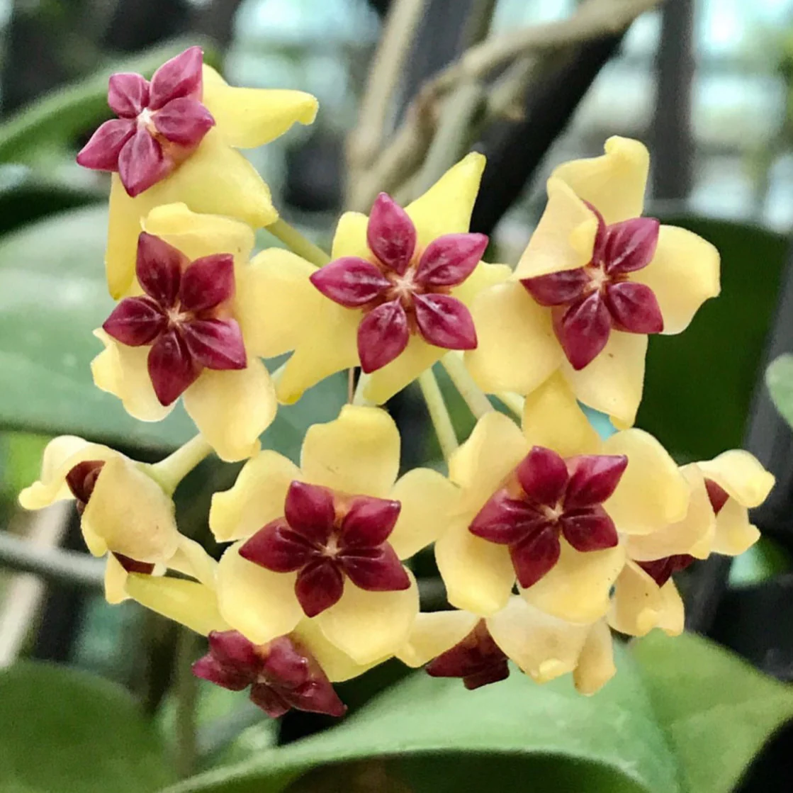 Hoya cinnamomifolia H33 - Image 2