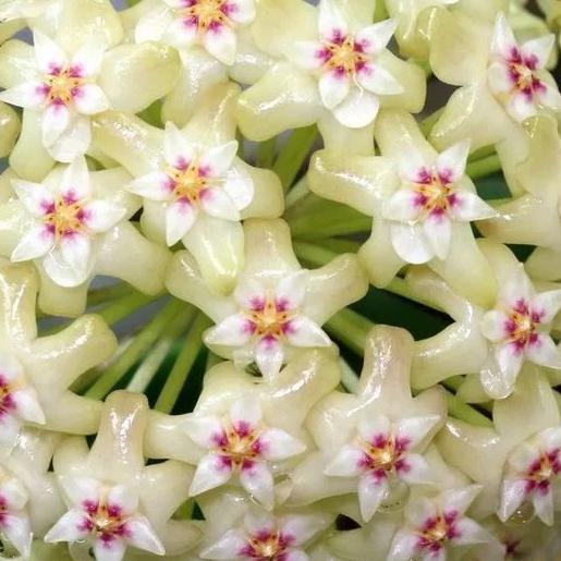 Hoya citrina Malaysia IML 0734 H270 - Image 2