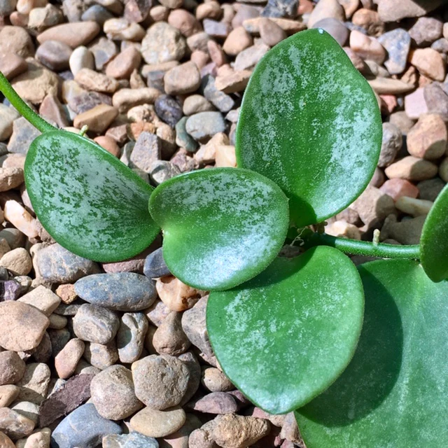 Hoya collina IML 1187 H226 - Image 6