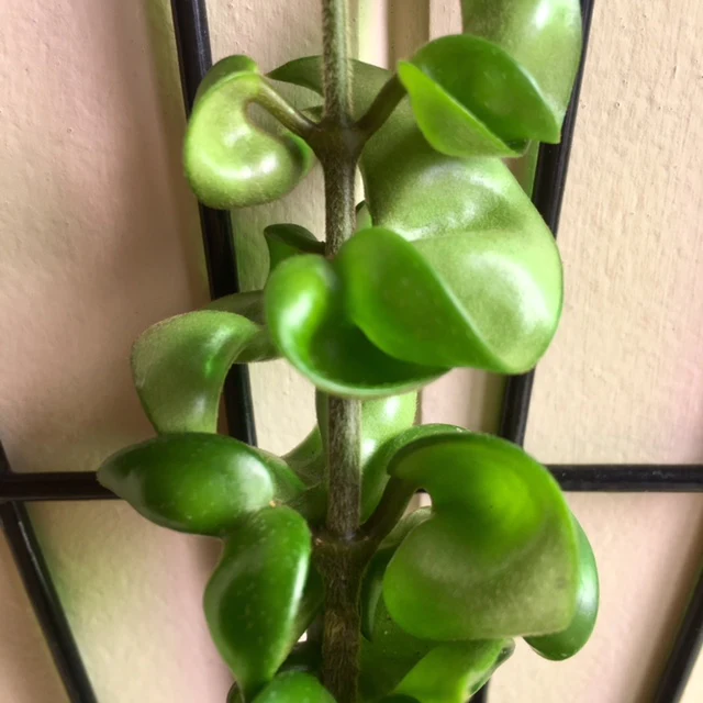 Hoya compacta Indian Rope H26 - Image 3