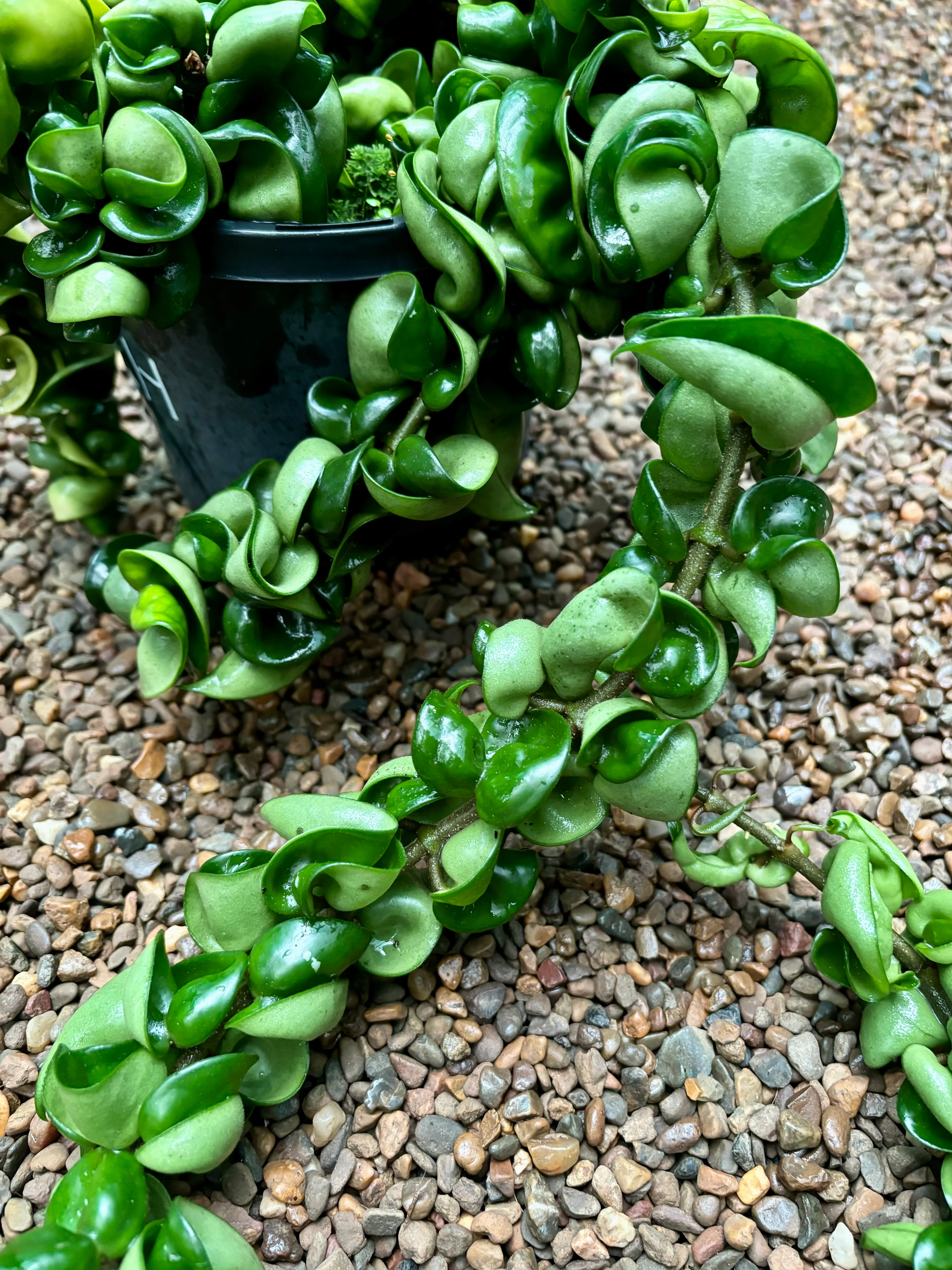Hoya compacta Indian Rope H26 - Image 4
