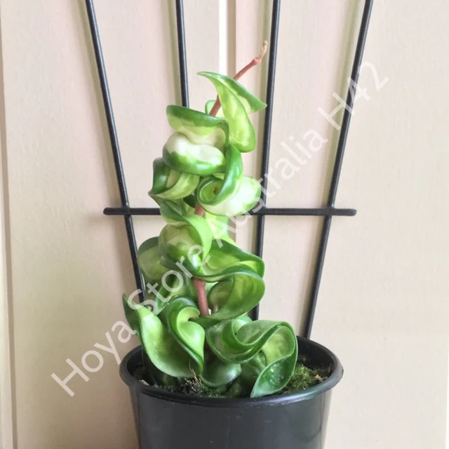 Hoya compacta Indian Rope - inside variegate H42 - Image 10