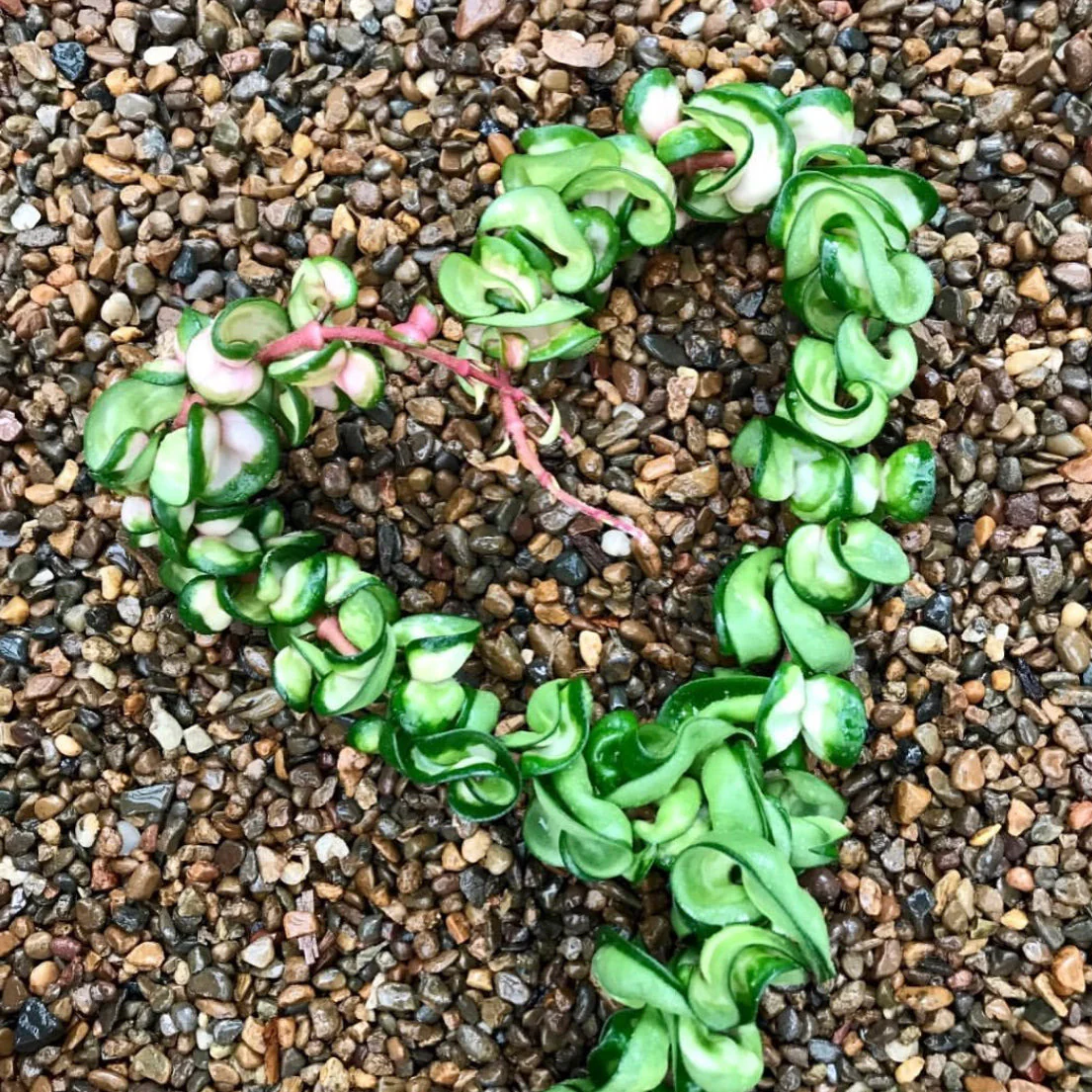 Hoya compacta Indian Rope - inside variegate H42 - Image 3