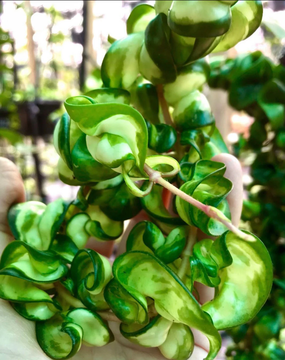 Hoya compacta Indian Rope - inside variegate H42 - Image 4