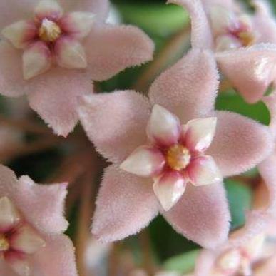 Hoya compacta Indian Rope - inside variegate H42 - Image 5