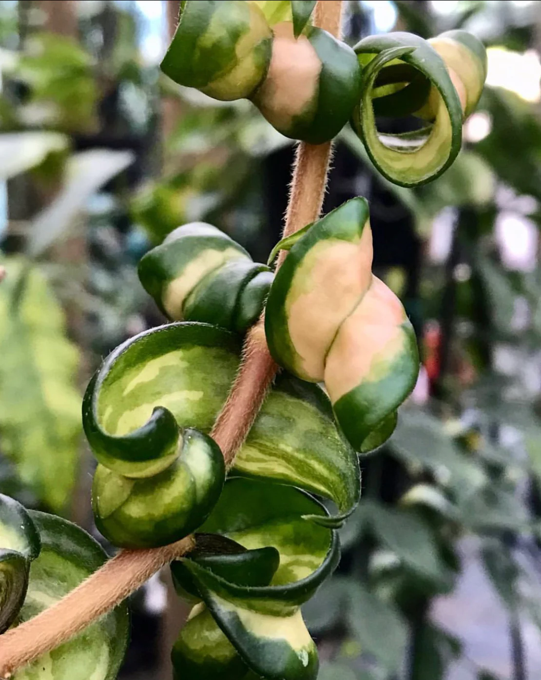 Hoya compacta Indian Rope - inside variegate H42 - Image 6