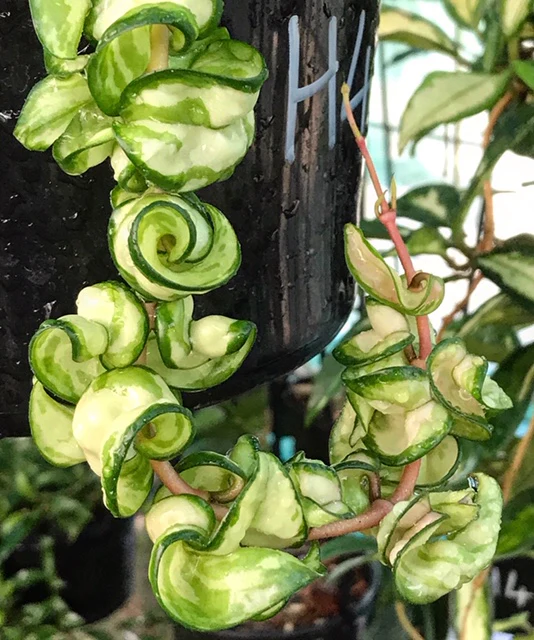 Hoya compacta Indian Rope - inside variegate H42 - Image 7