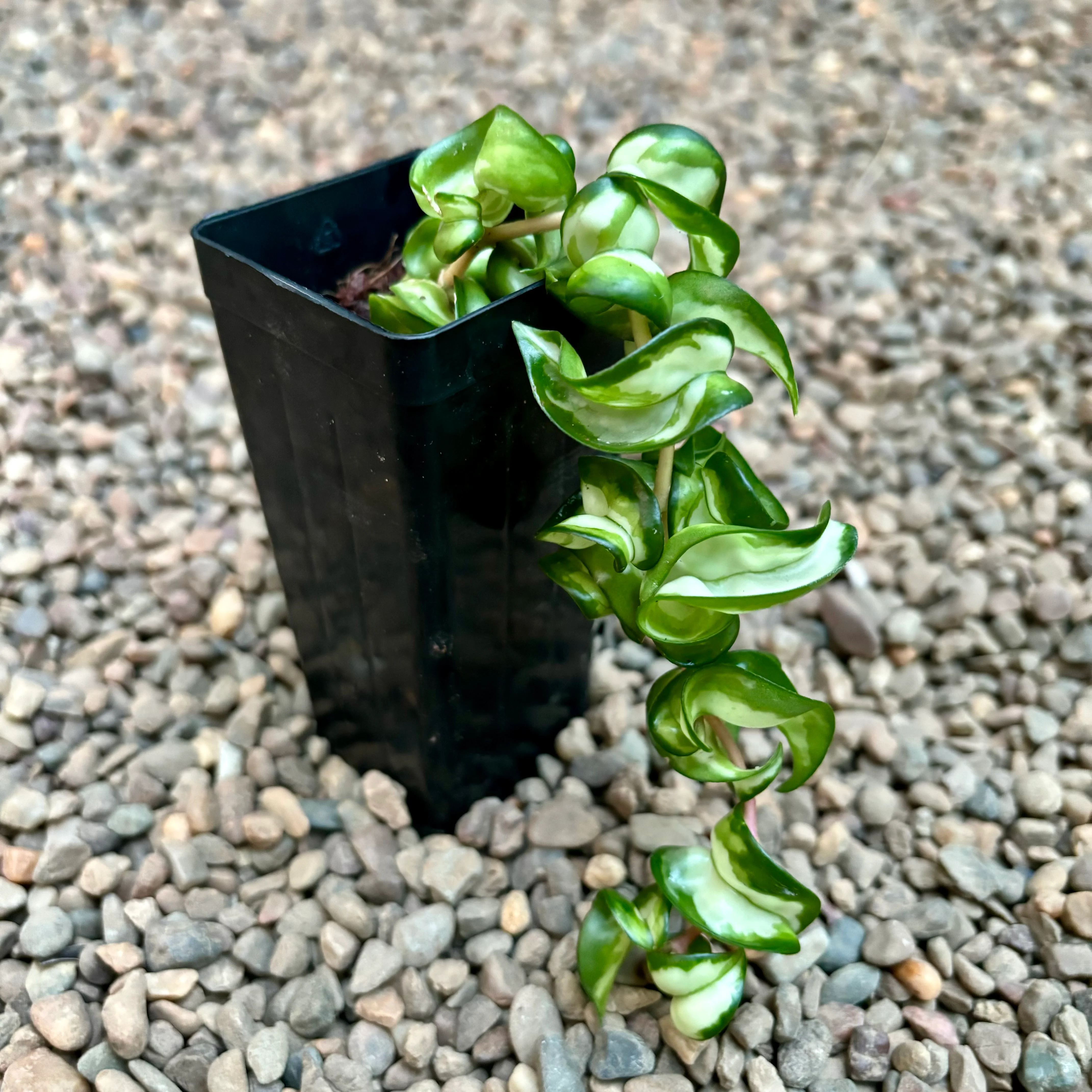 Hoya compacta Indian Rope - inside variegate H42 - Image 9