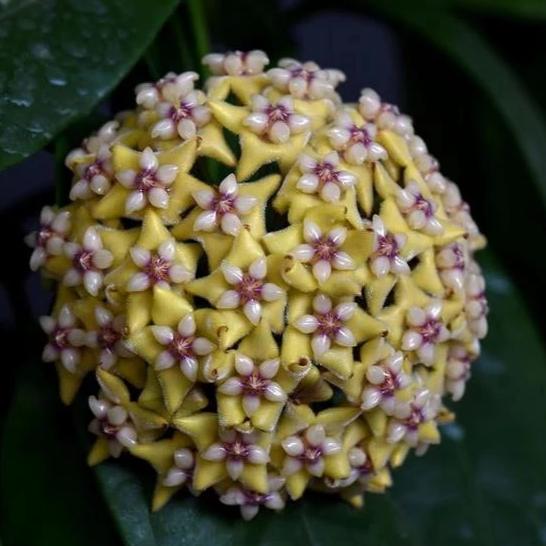 Hoya coriacea H215
