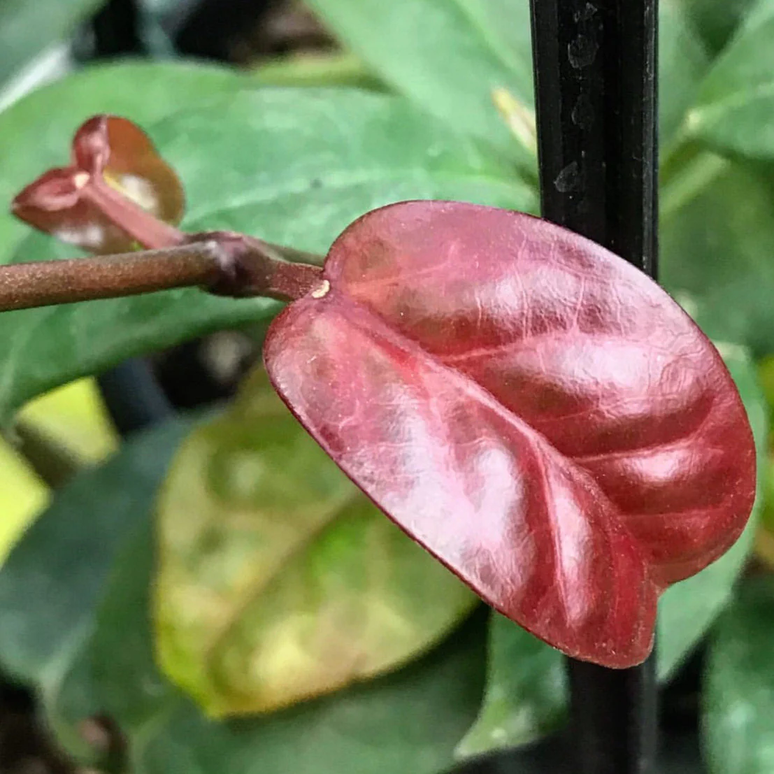 Hoya coriacea H215 - Image 2