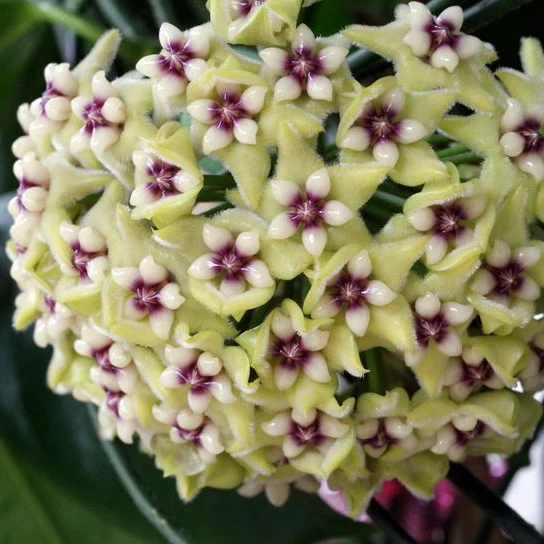 Hoya coriacea H215 - Image 3