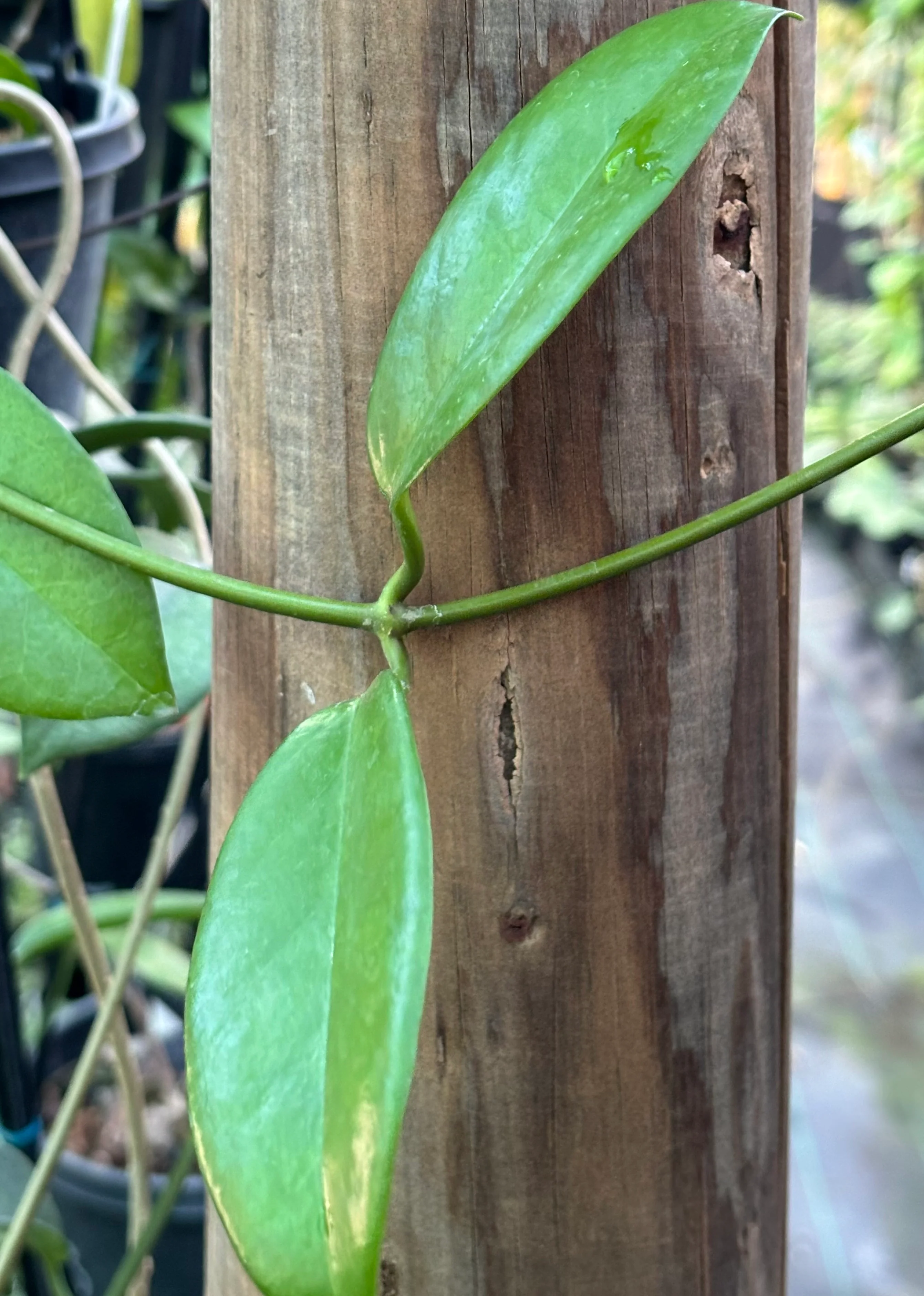 Hoya coriacea H215 - Image 4