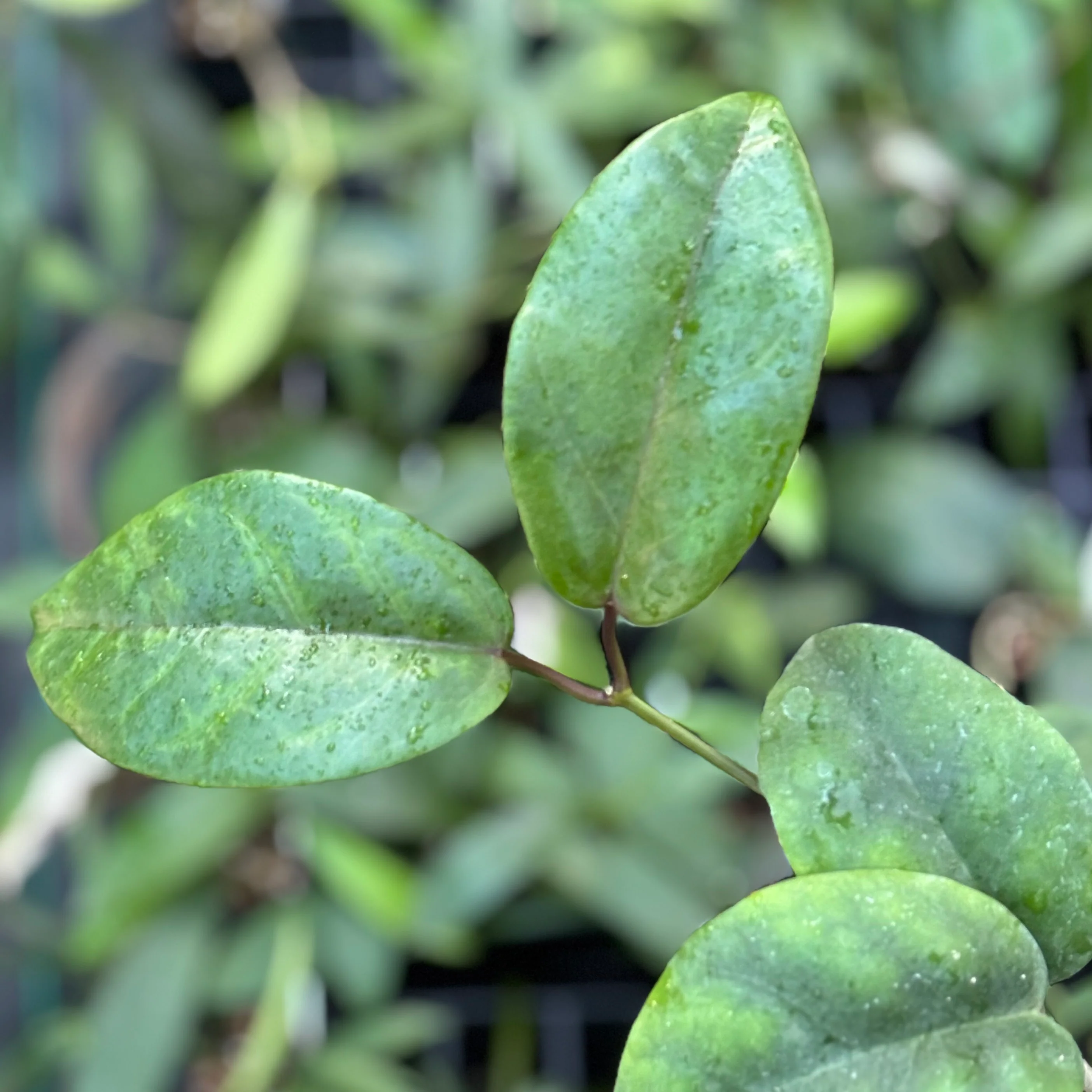 Hoya coriacea H215 - Image 5
