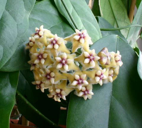 Hoya coriacea IML 0716 H227 - Image 2