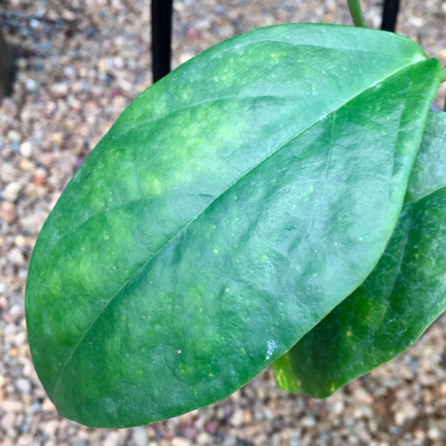 Hoya coriacea IML 0716 H227 - Image 3