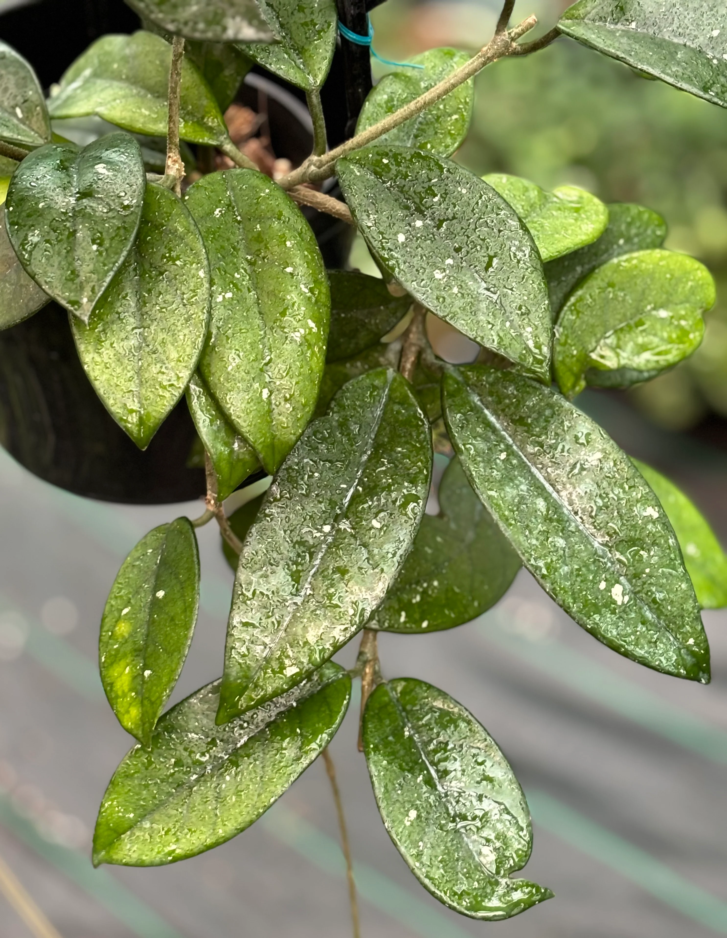 Hoya crassifolia China IML 0142 H228 - Image 2