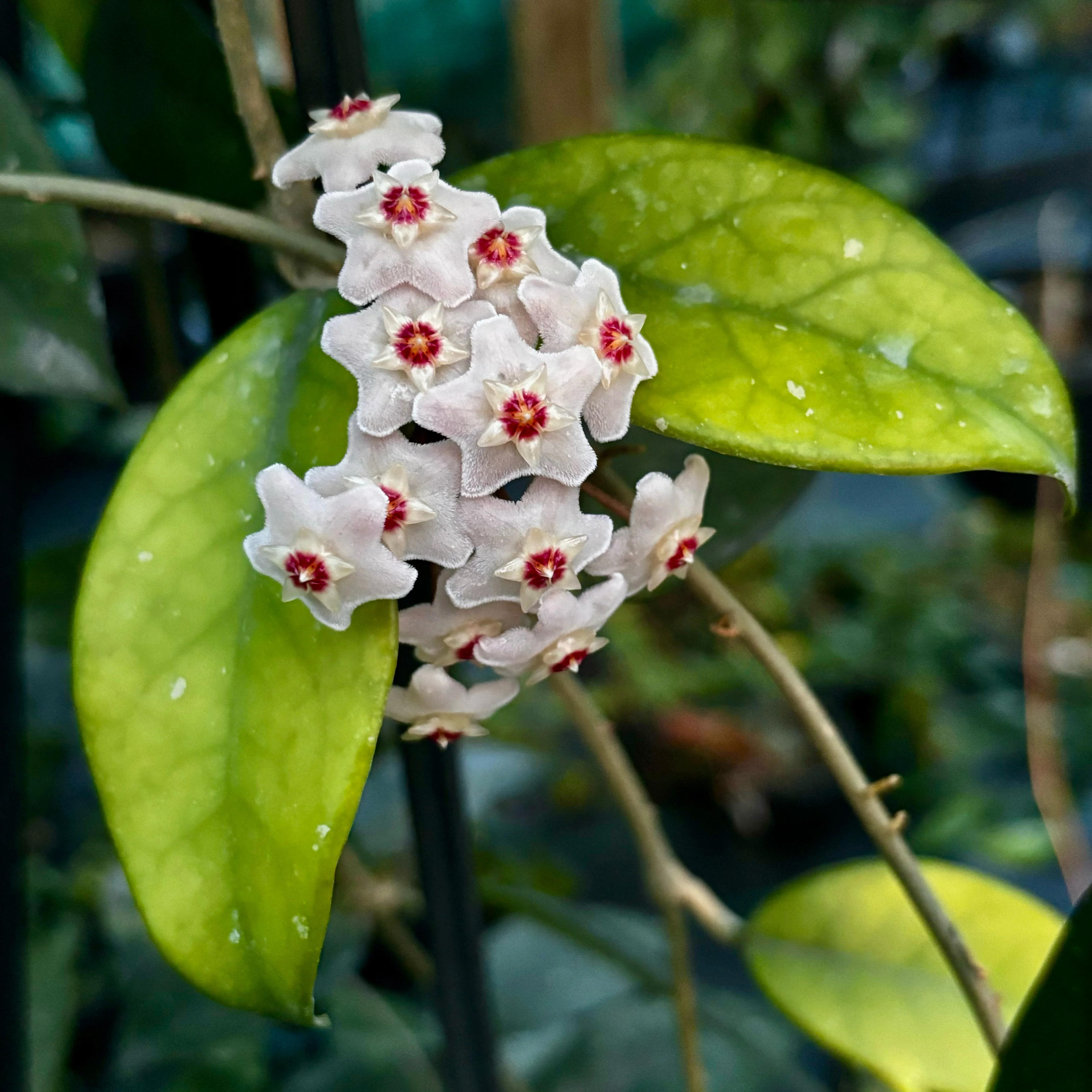 Hoya crassifolia China IML 0142 H228 - Image 3