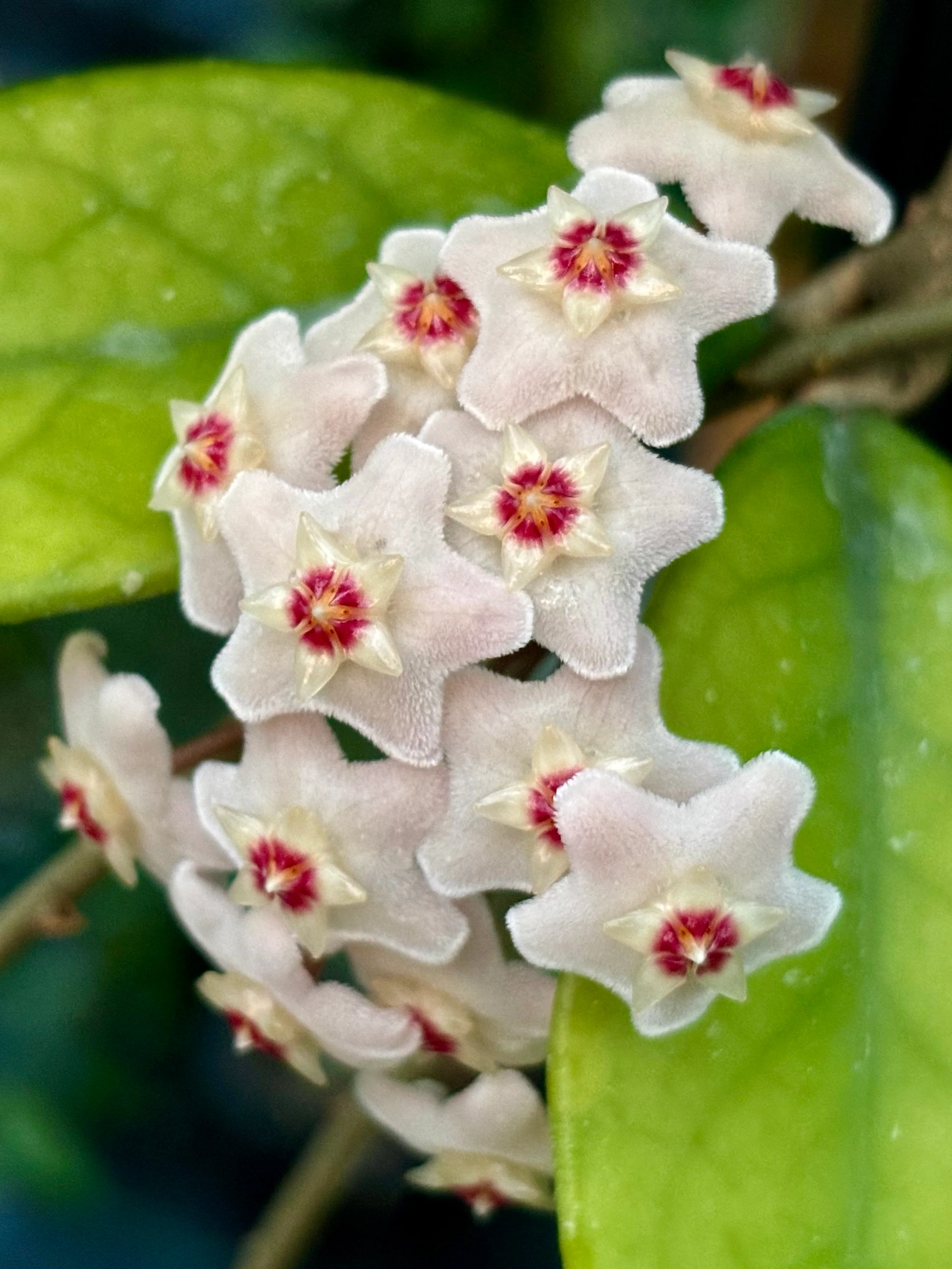 Hoya crassifolia China IML 0142 H228 - Image 6