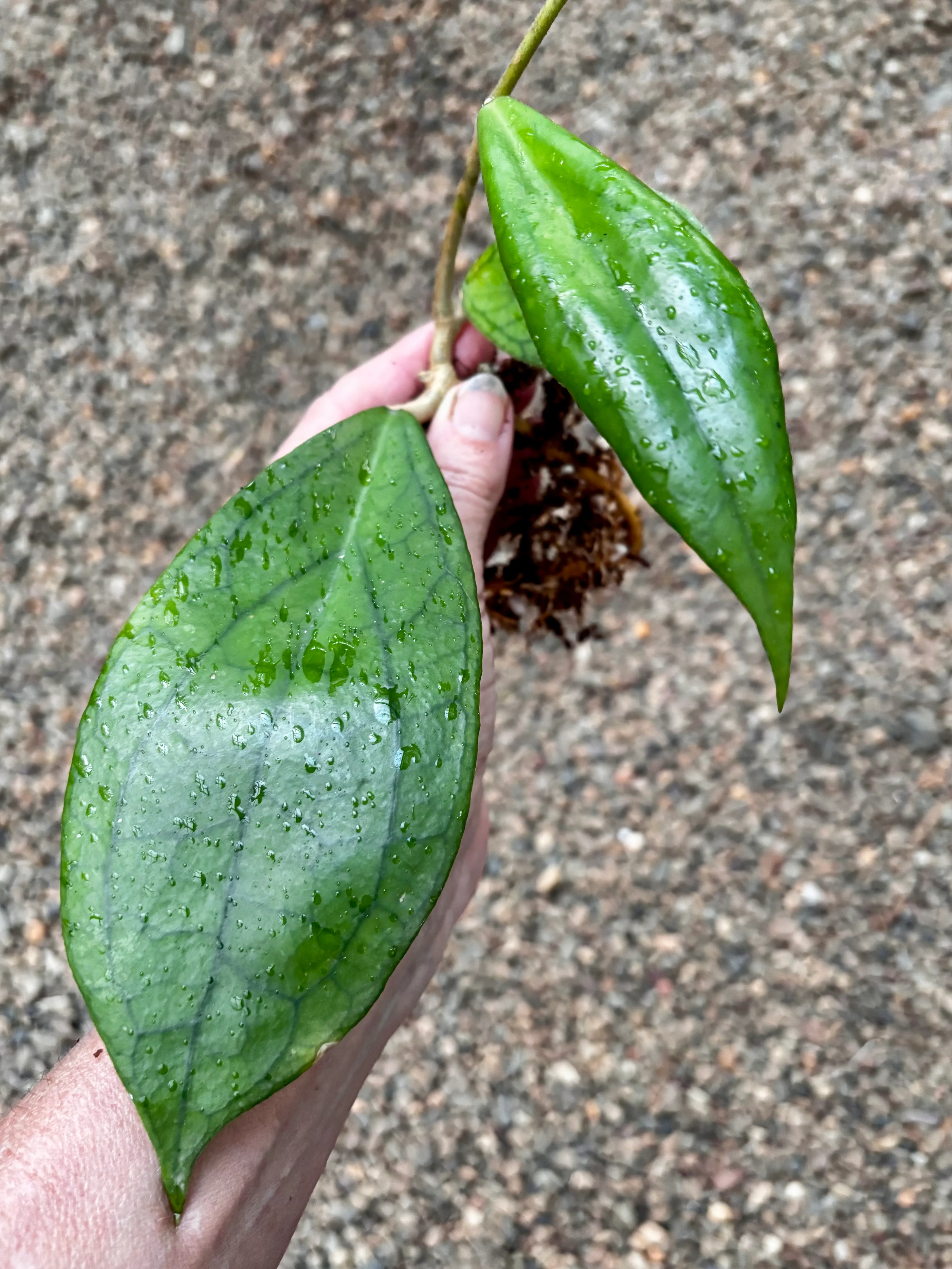 Hoya 'Jennifer' H329 - Image 2