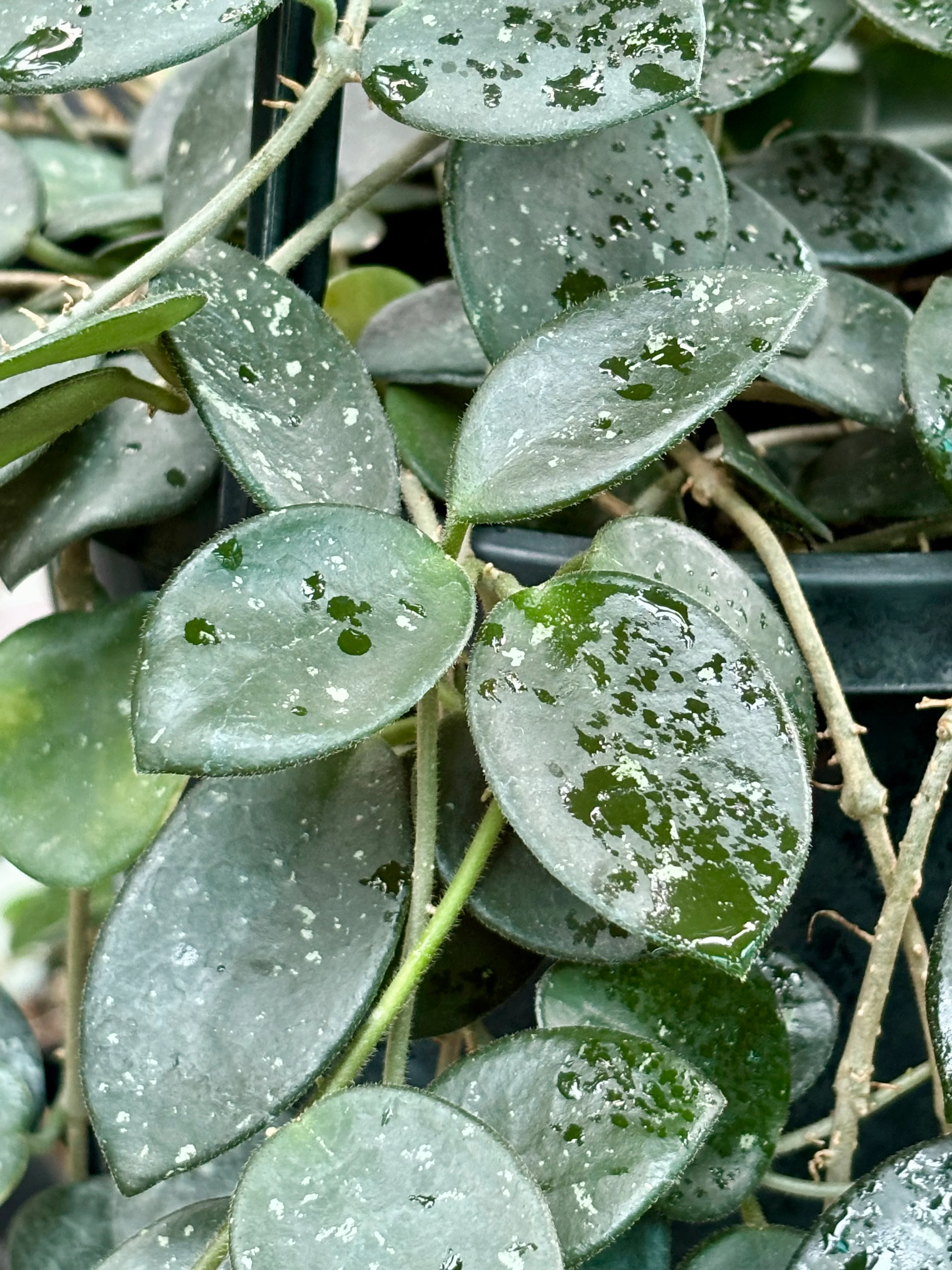 Hoya 'Mathilde' H266 - Image 2
