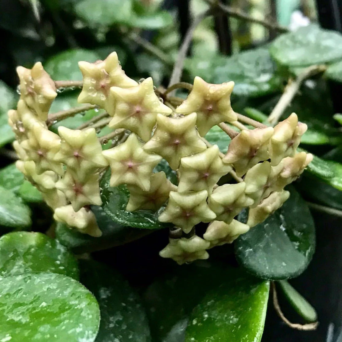 Hoya 'Mathilde' H266 - Image 3