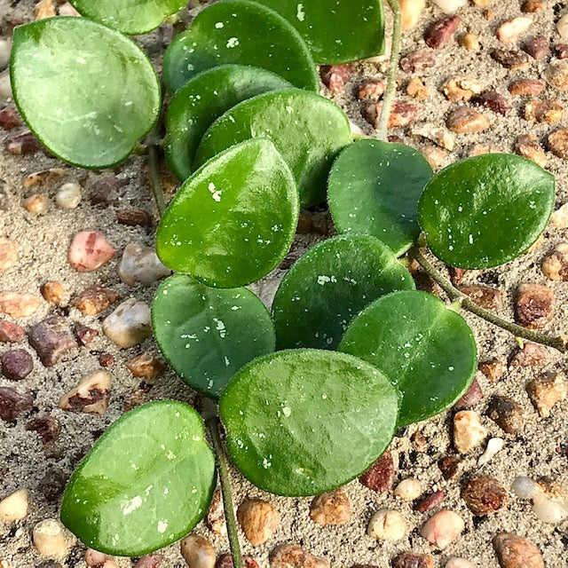 Hoya 'Mathilde' H266 - Image 4