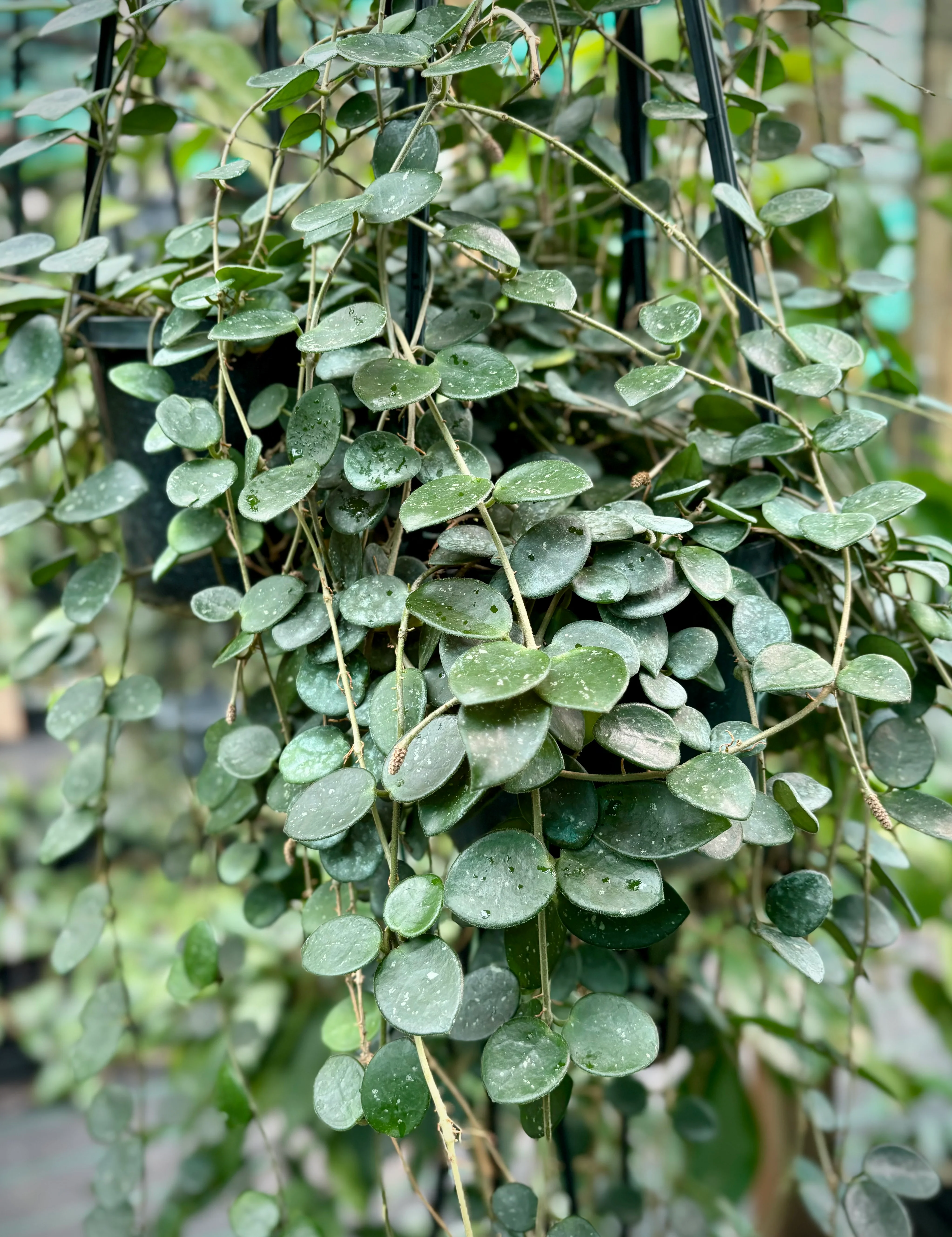 Hoya 'Mathilde' H266 - Image 5