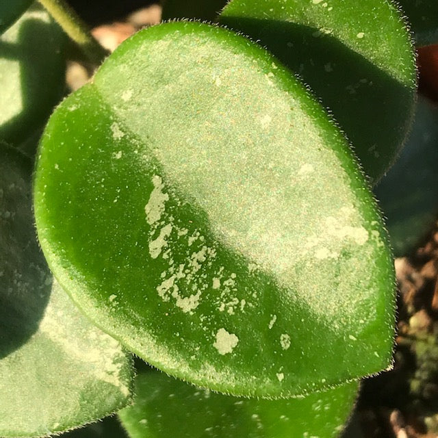 Hoya 'Mathilde' H266 - Image 8
