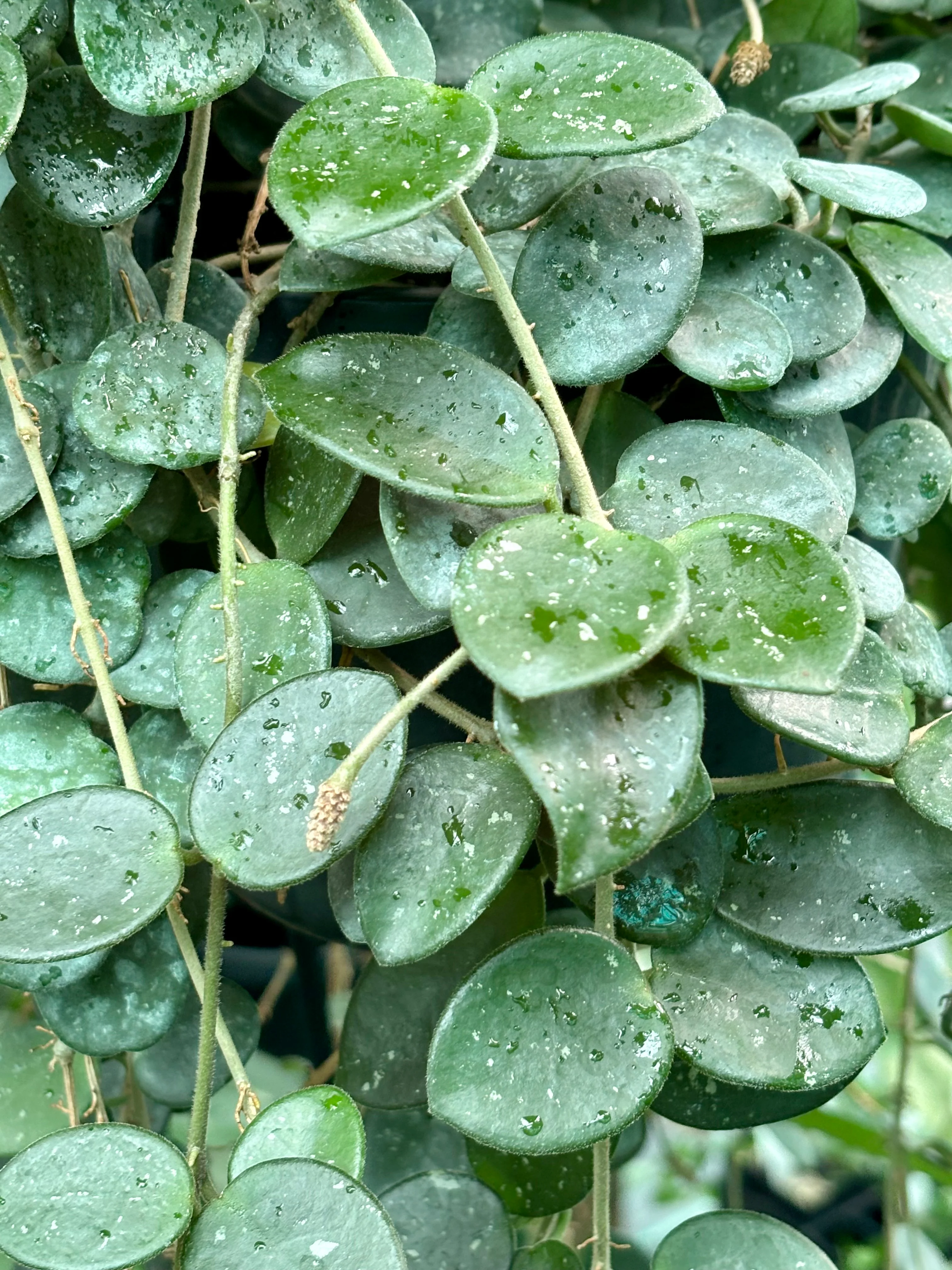 Hoya 'Mathilde' H266 - Image 9