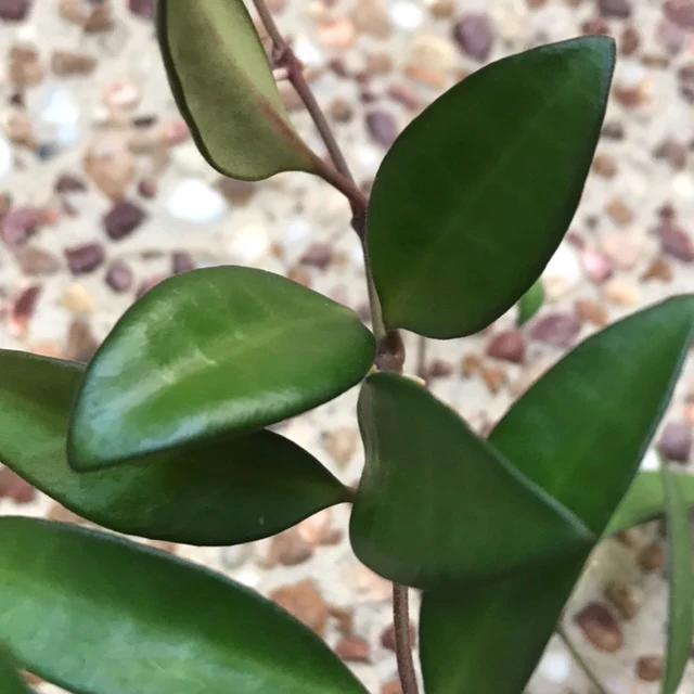 Hoya 'Rosita' H342 - Image 3