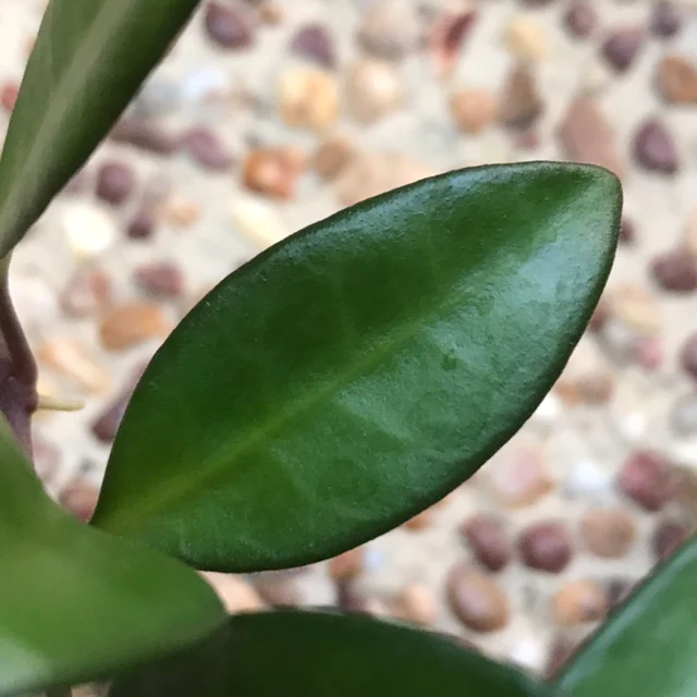 Hoya 'Rosita' H342 - Image 4