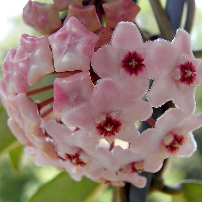 Hoya 'Shepherdell' H207 - Image 3