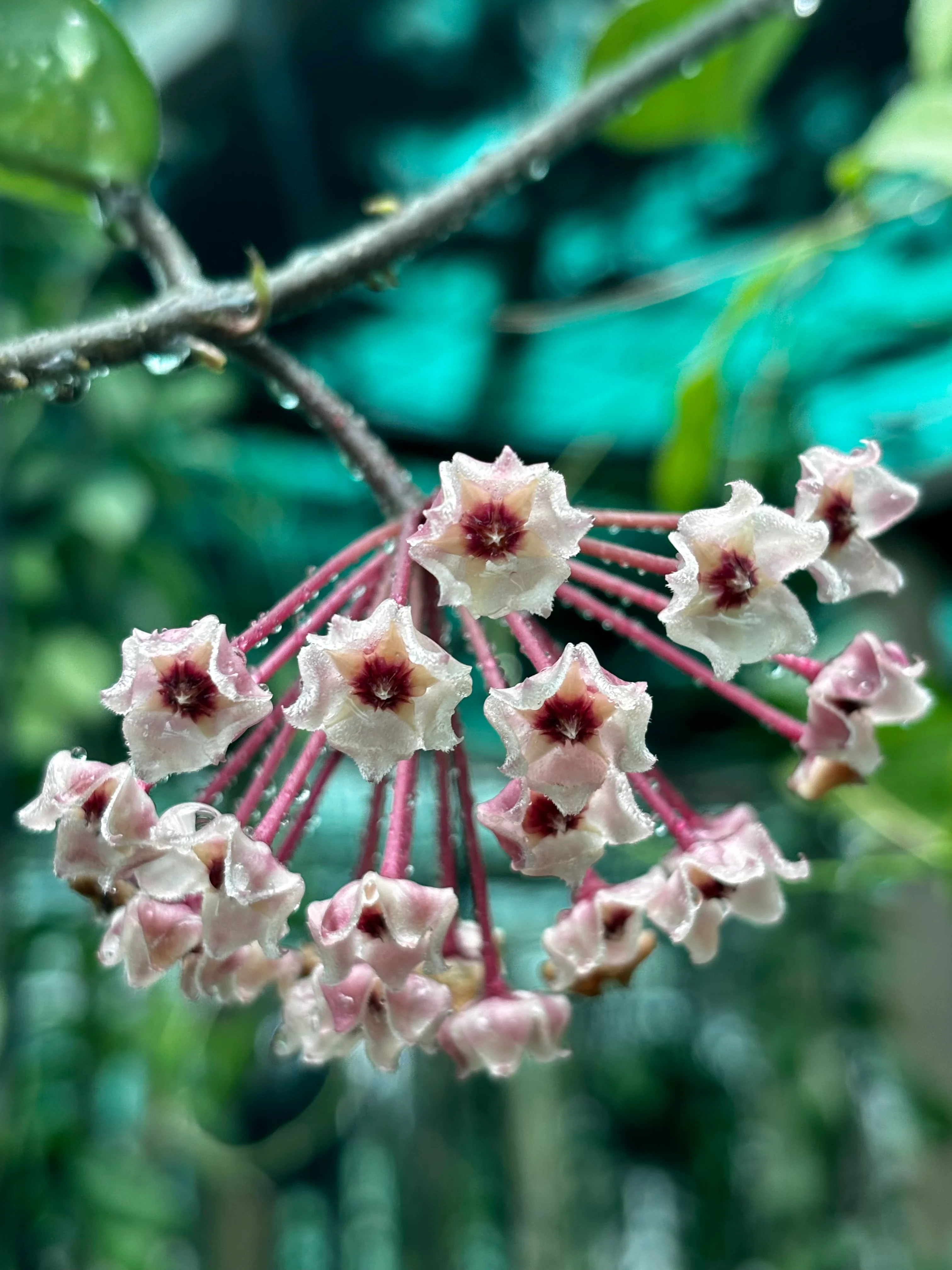 Hoya 'Sherry' IML 1637 H282 - Image 3