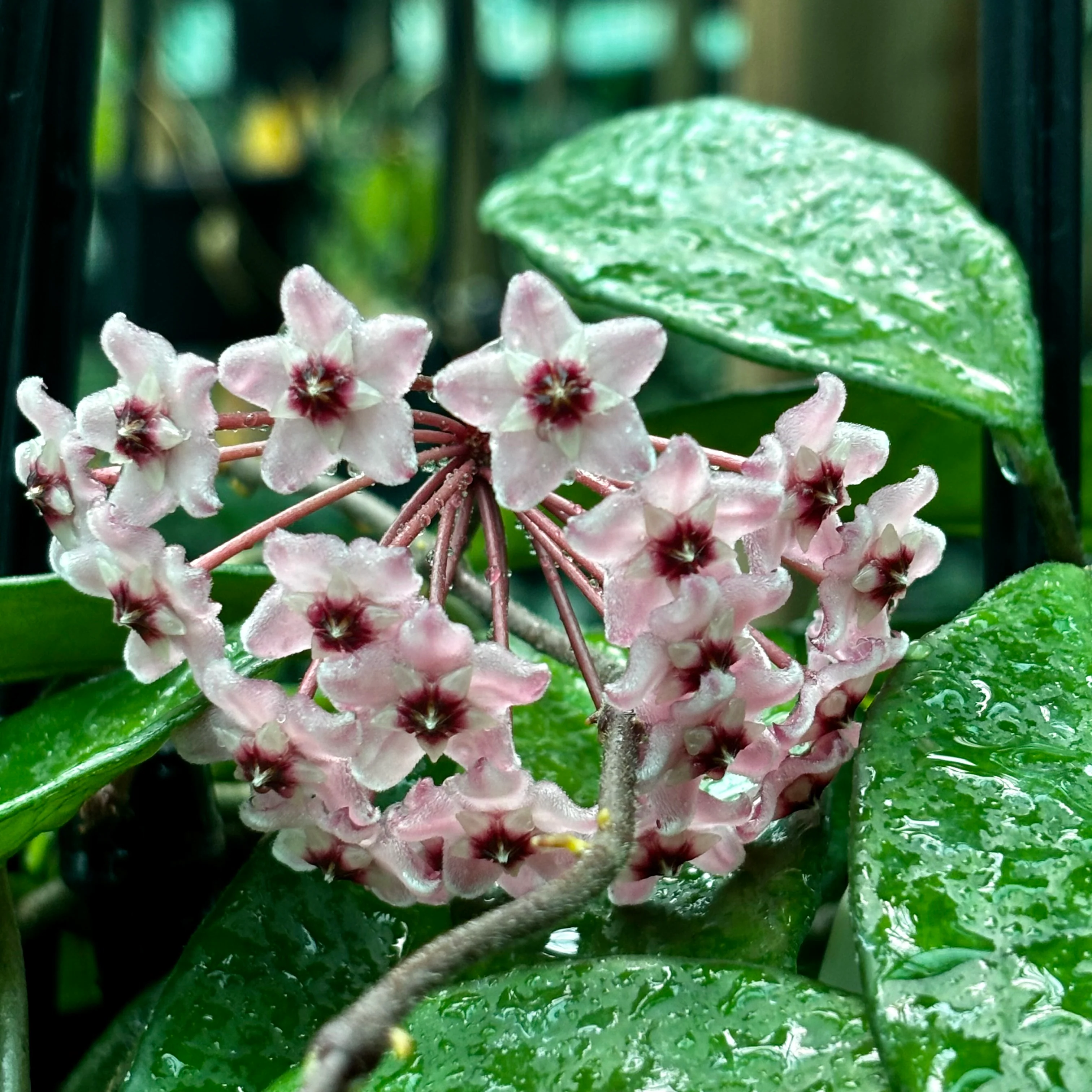 Hoya 'Sherry' IML 1637 H282 - Image 6