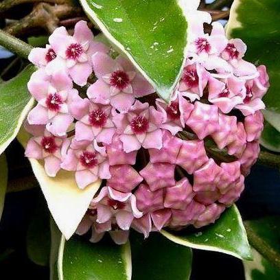 Hoya carnosa 'Tricolor' IML 0077 H130 - Image 4