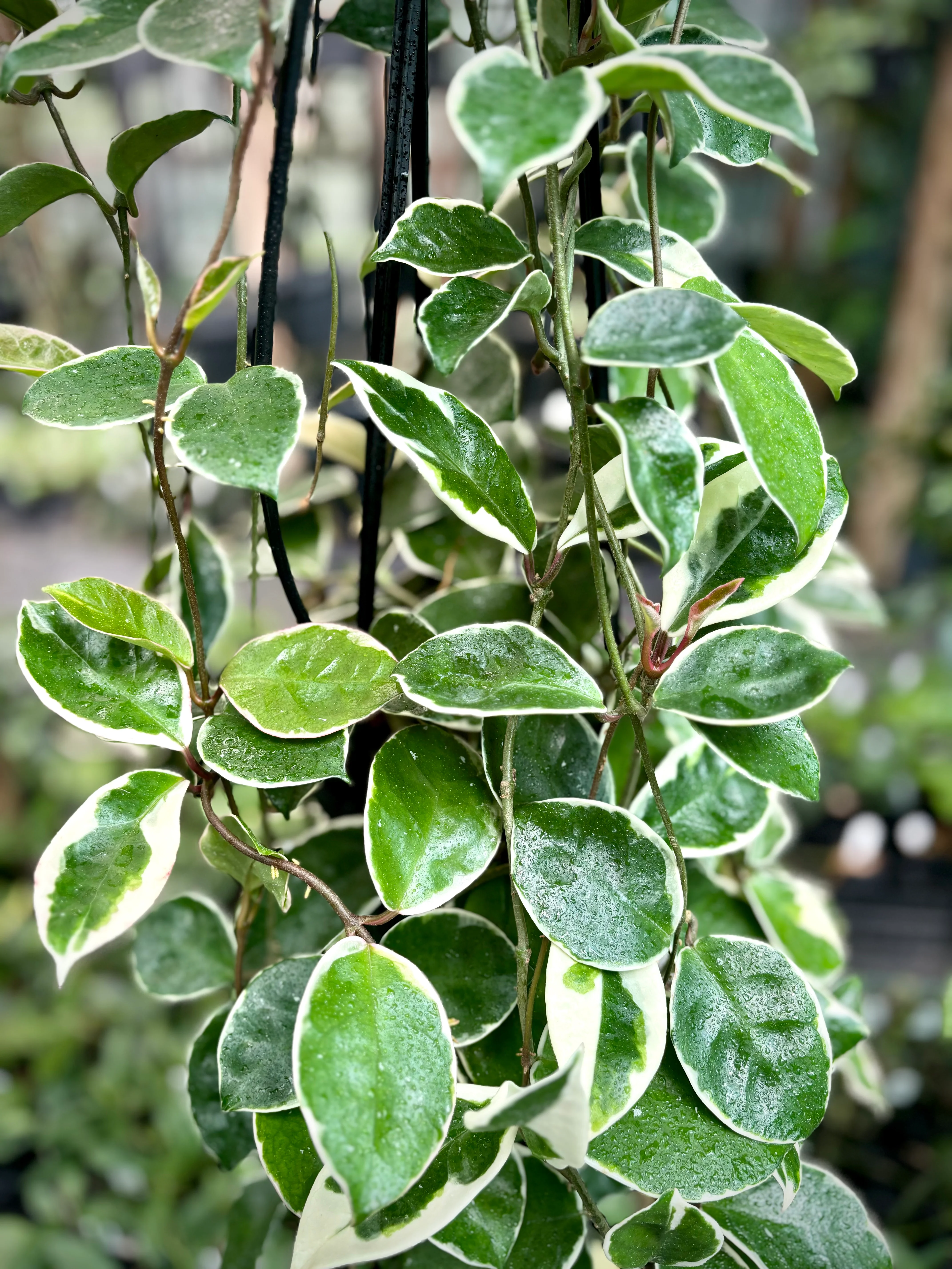 Hoya carnosa 'Tricolor' IML 0077 H130 - Image 6