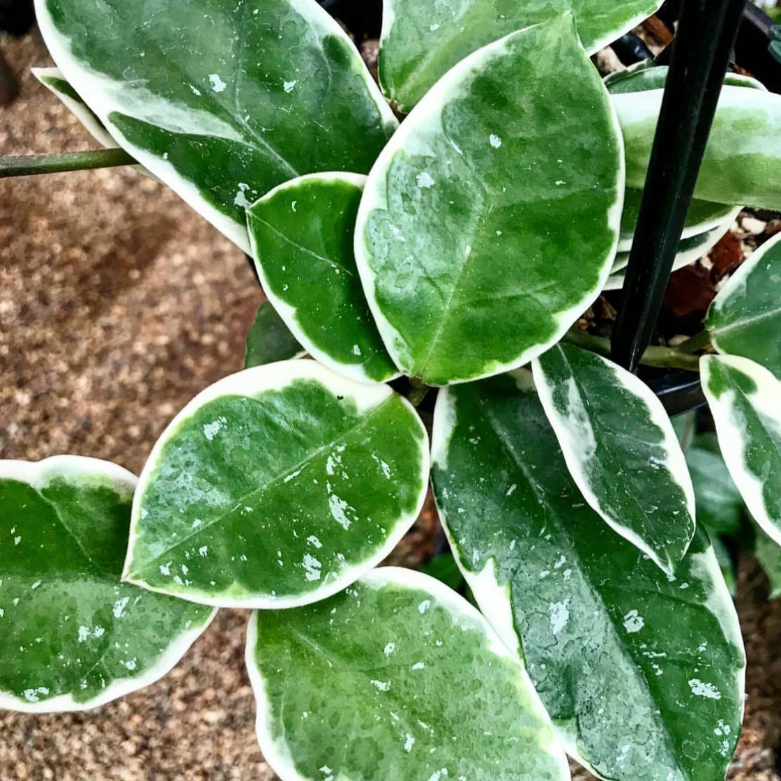 Hoya carnosa 'Tricolor' IML 0077 H130 - Image 7
