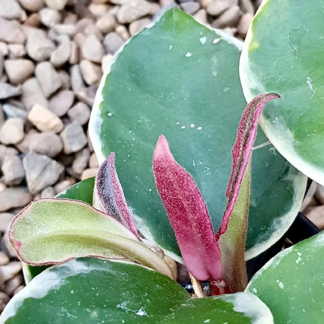 Hoya carnosa 'Tricolor' IML 0077 H130 - Image 8