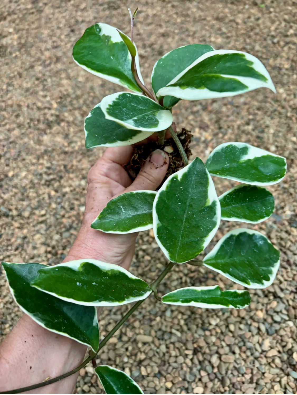 Hoya carnosa 'Tricolor' IML 0077 H130 - Image 9