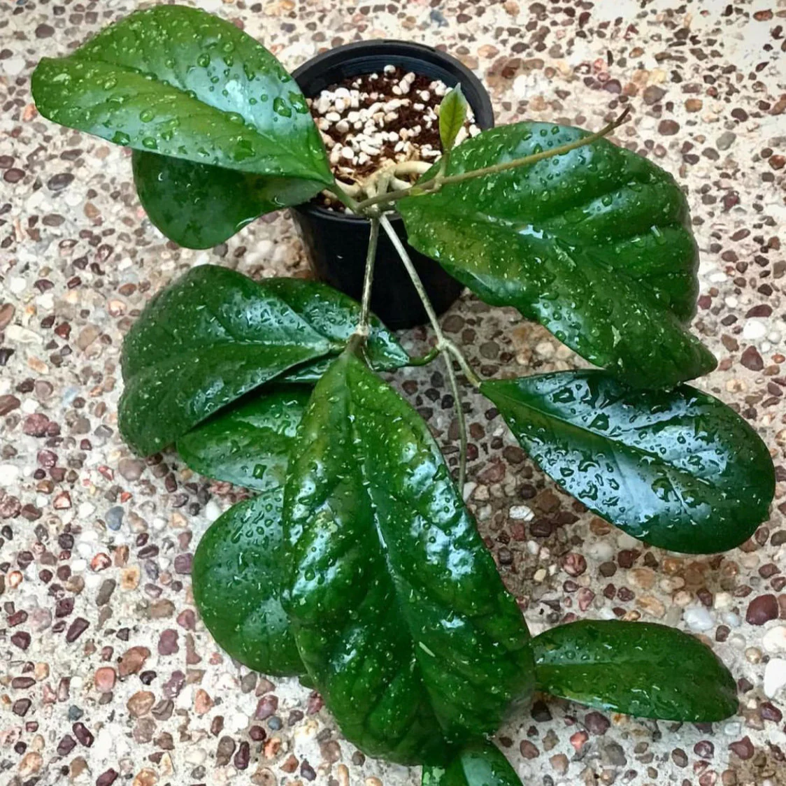 Hoya 'Viola' H365