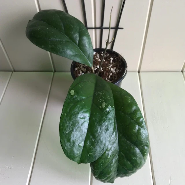 Hoya 'Viola' H365 - Image 5