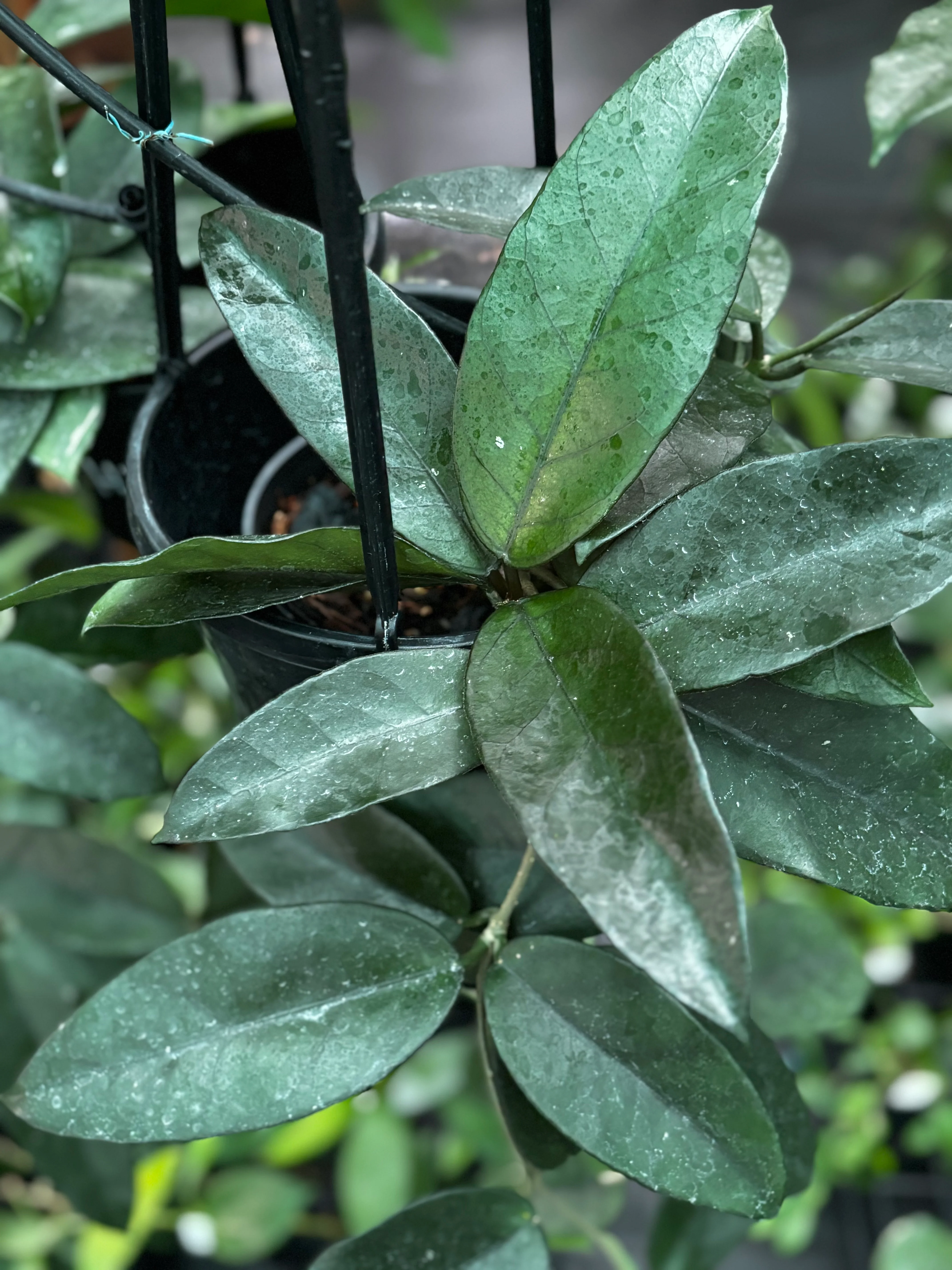 Hoya dasyantha H307 - Image 2