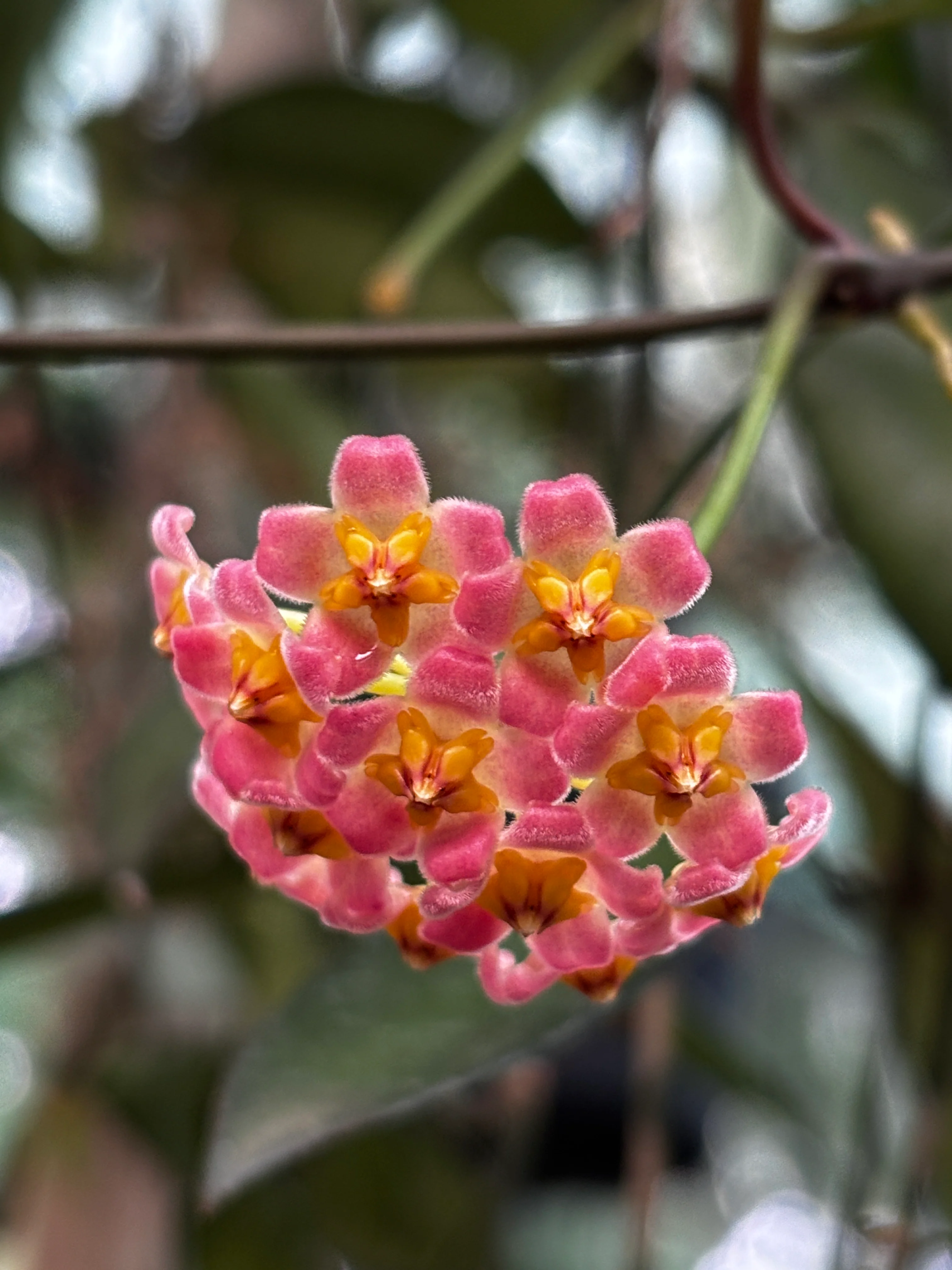 Hoya davidcummingii IML 0892 H55 - Image 10