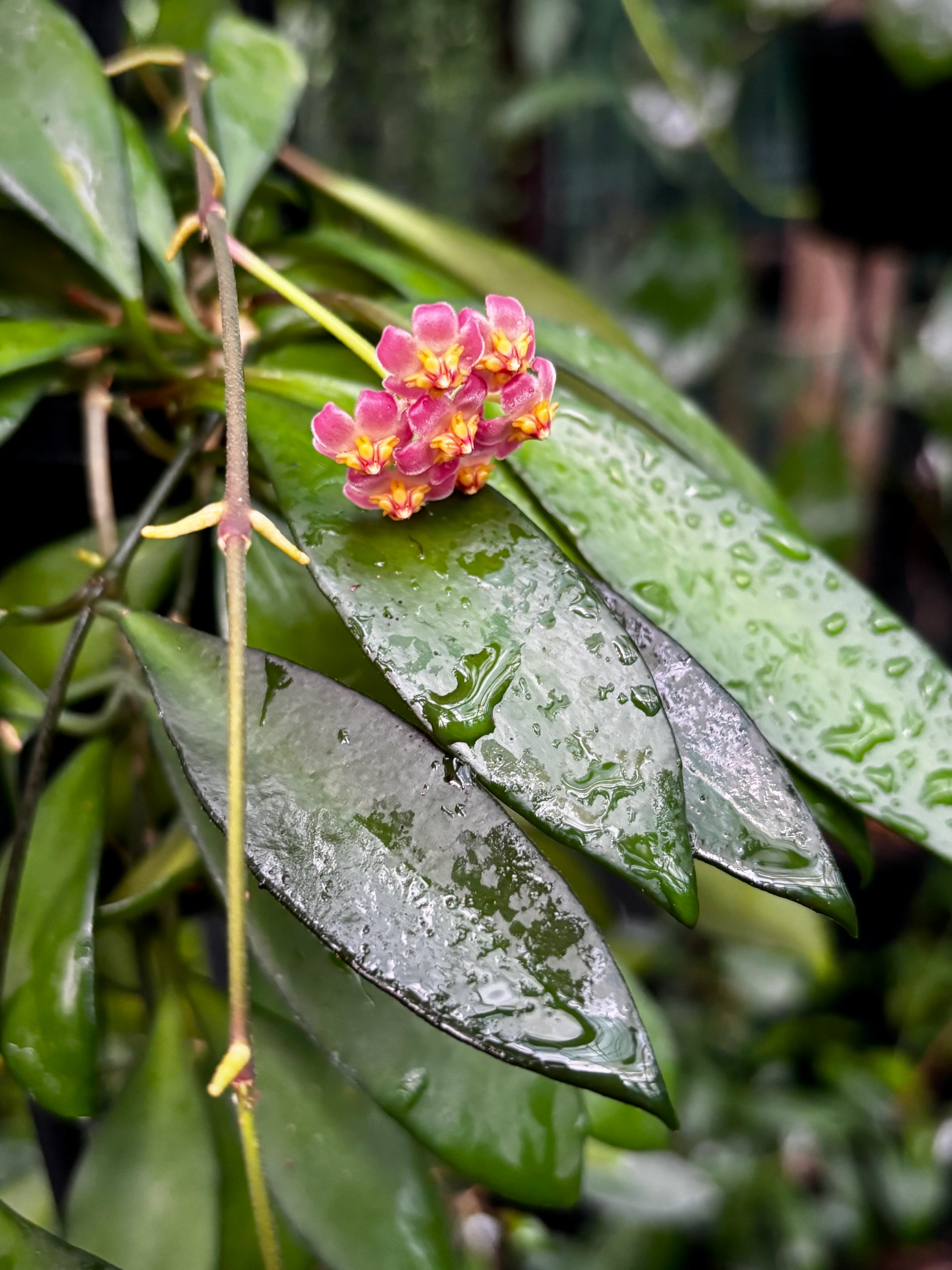 Hoya davidcummingii IML 0892 H55 - Image 6