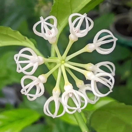 Hoya decipulae H451 - Image 2