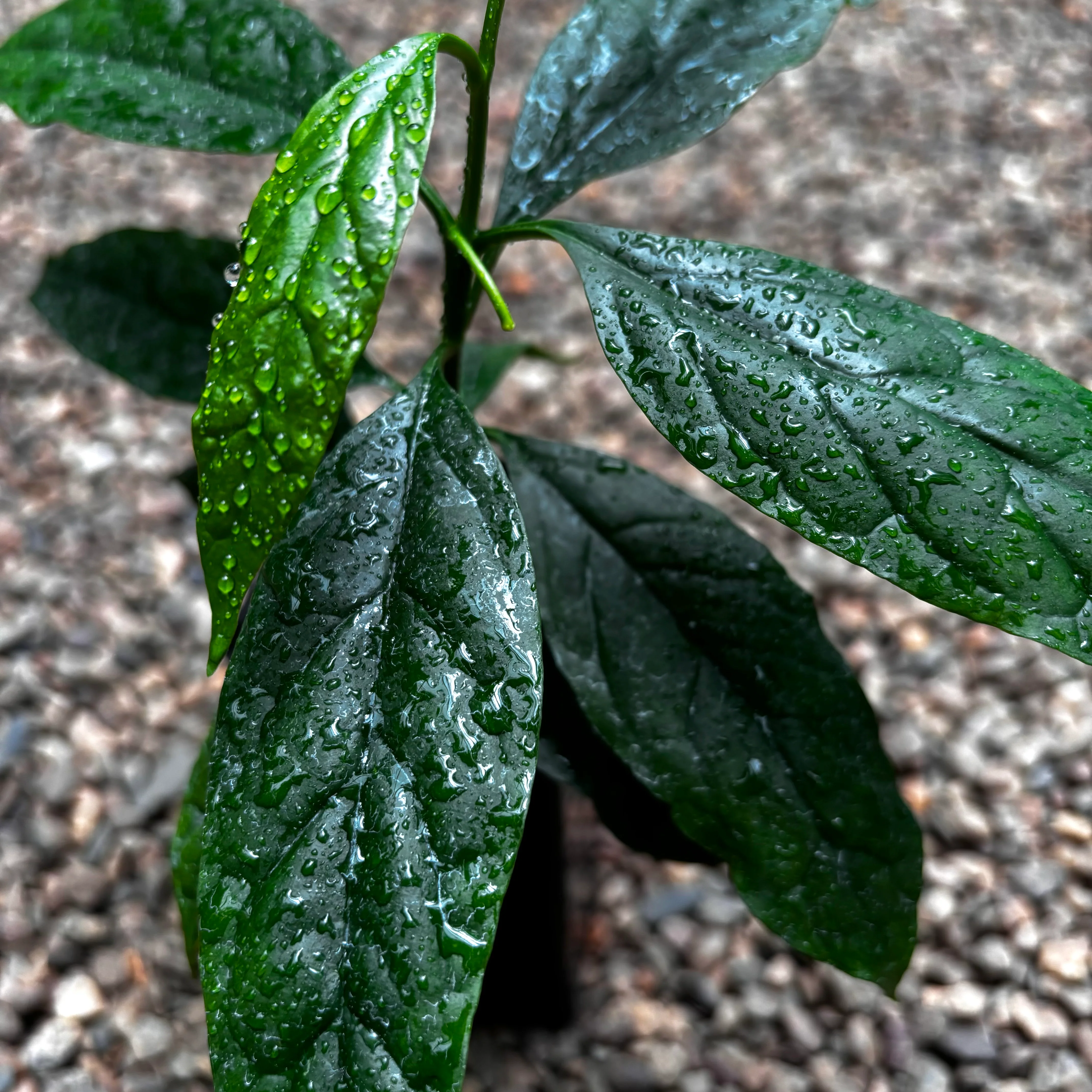 Hoya decipulae H451 - Image 3