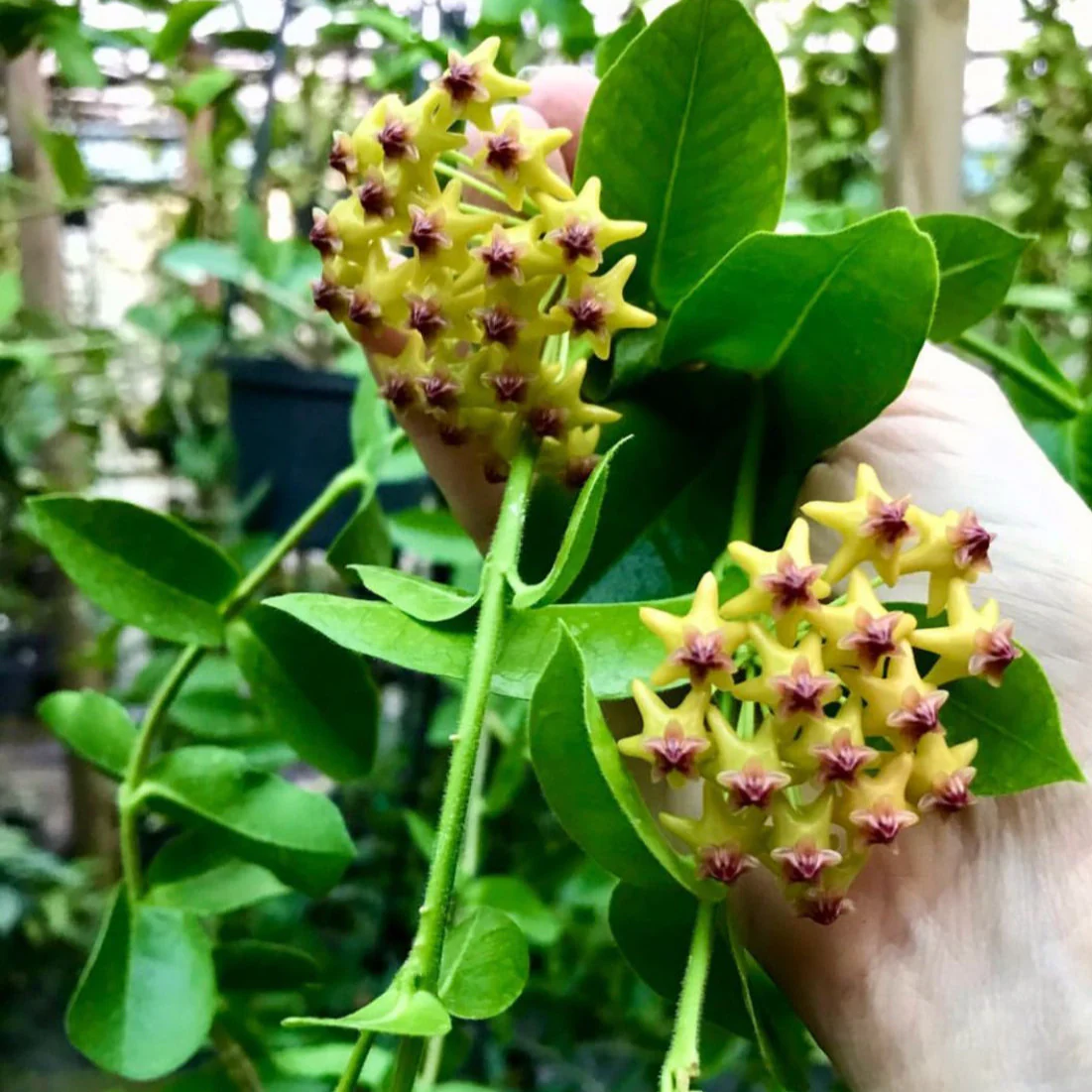 Hoya densifolia H203 - Image 2